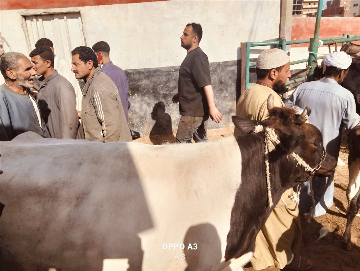 جانب من سوق الماشية بالإسماعيلية، فيتو