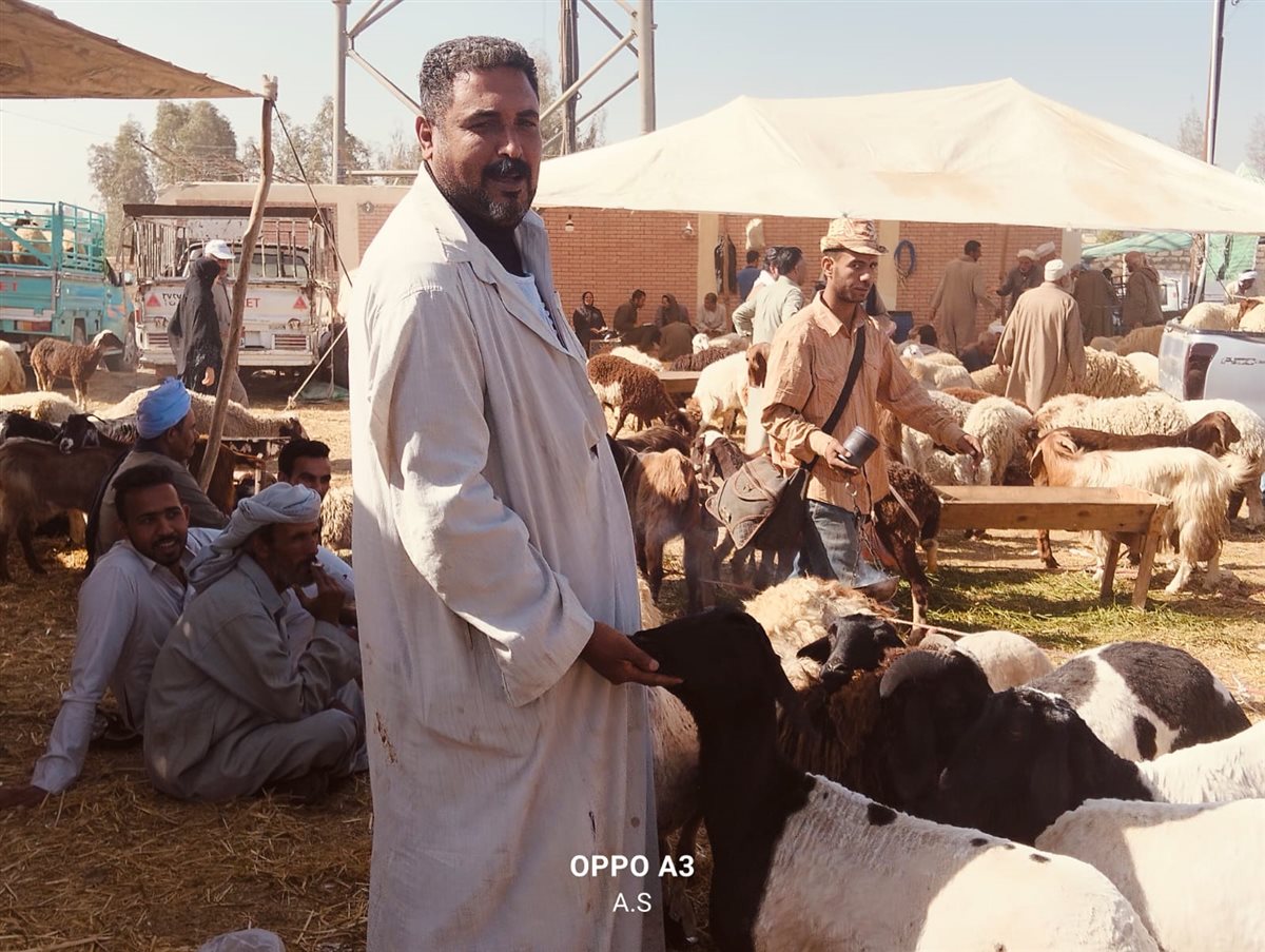 جانب من سوق الماشية بالإسماعيلية، فيتو