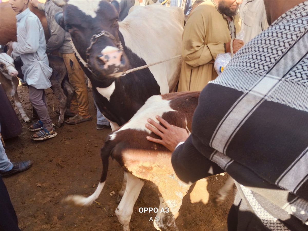 جانب من سوق الماشية بالإسماعيلية، فيتو