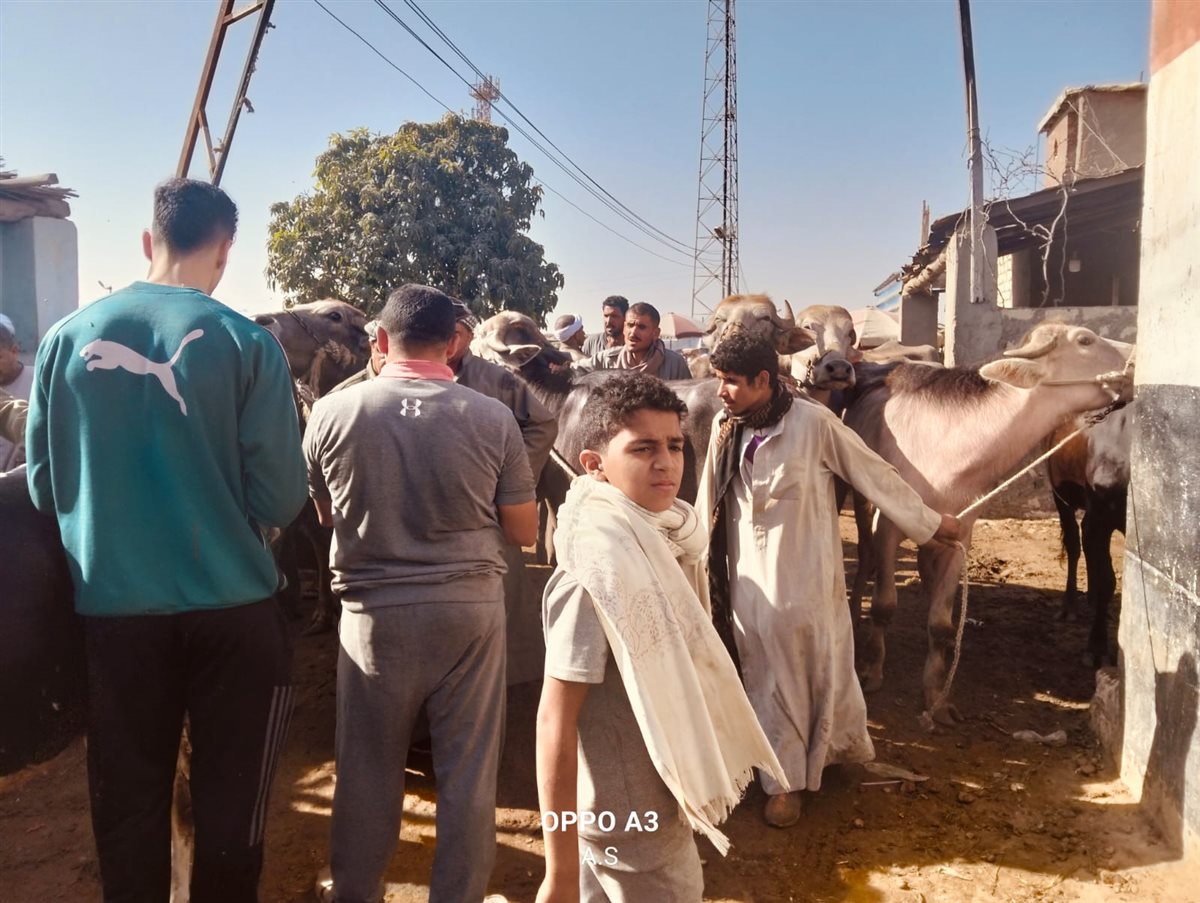 جانب من سوق الماشية بالإسماعيلية، فيتو