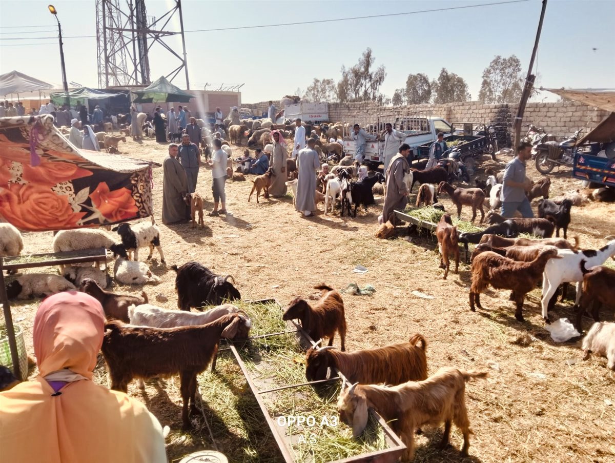 جانب من سوق الماشية بالإسماعيلية، فيتو