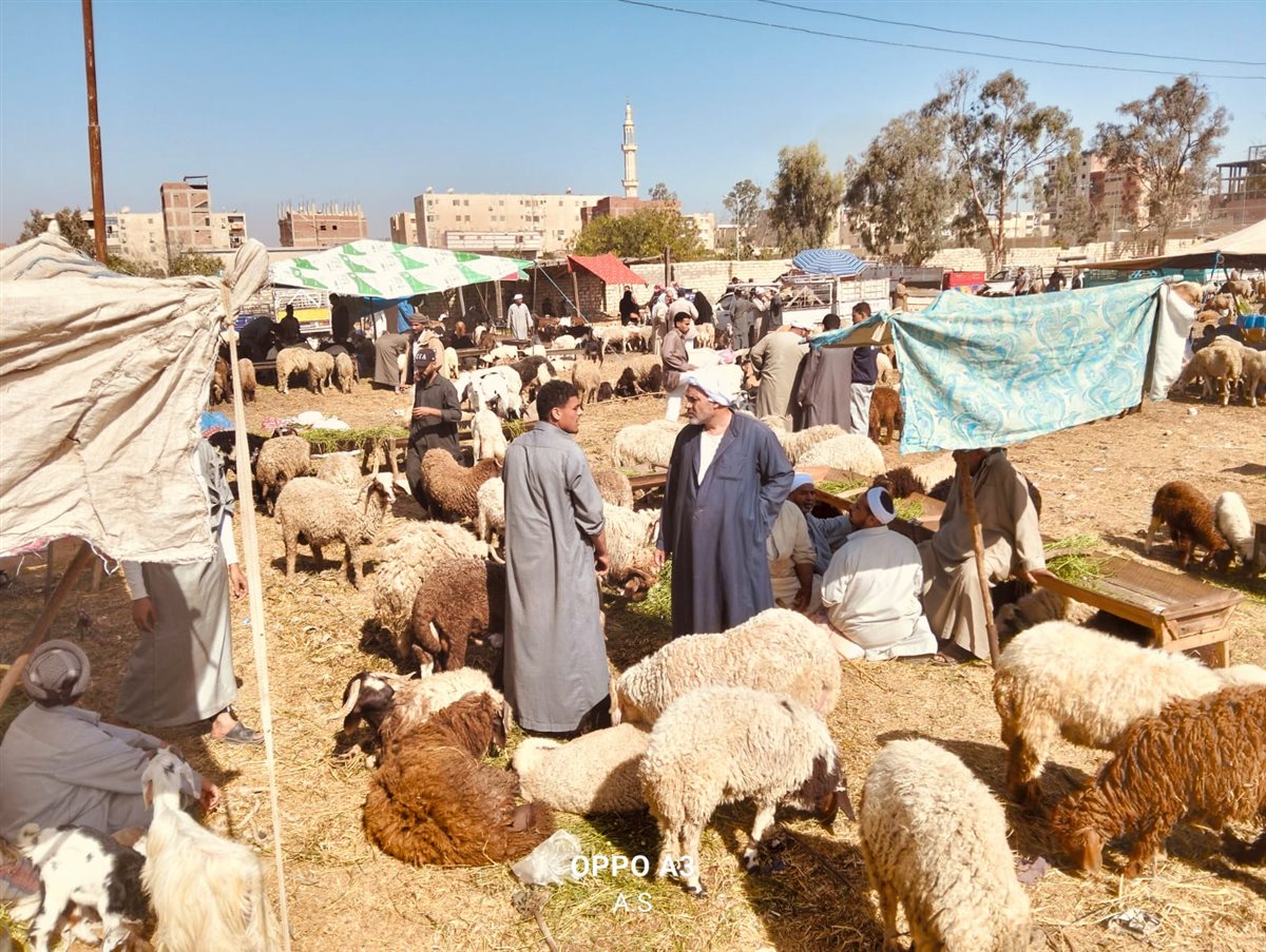 جانب من سوق الماشية بالإسماعيلية، فيتو