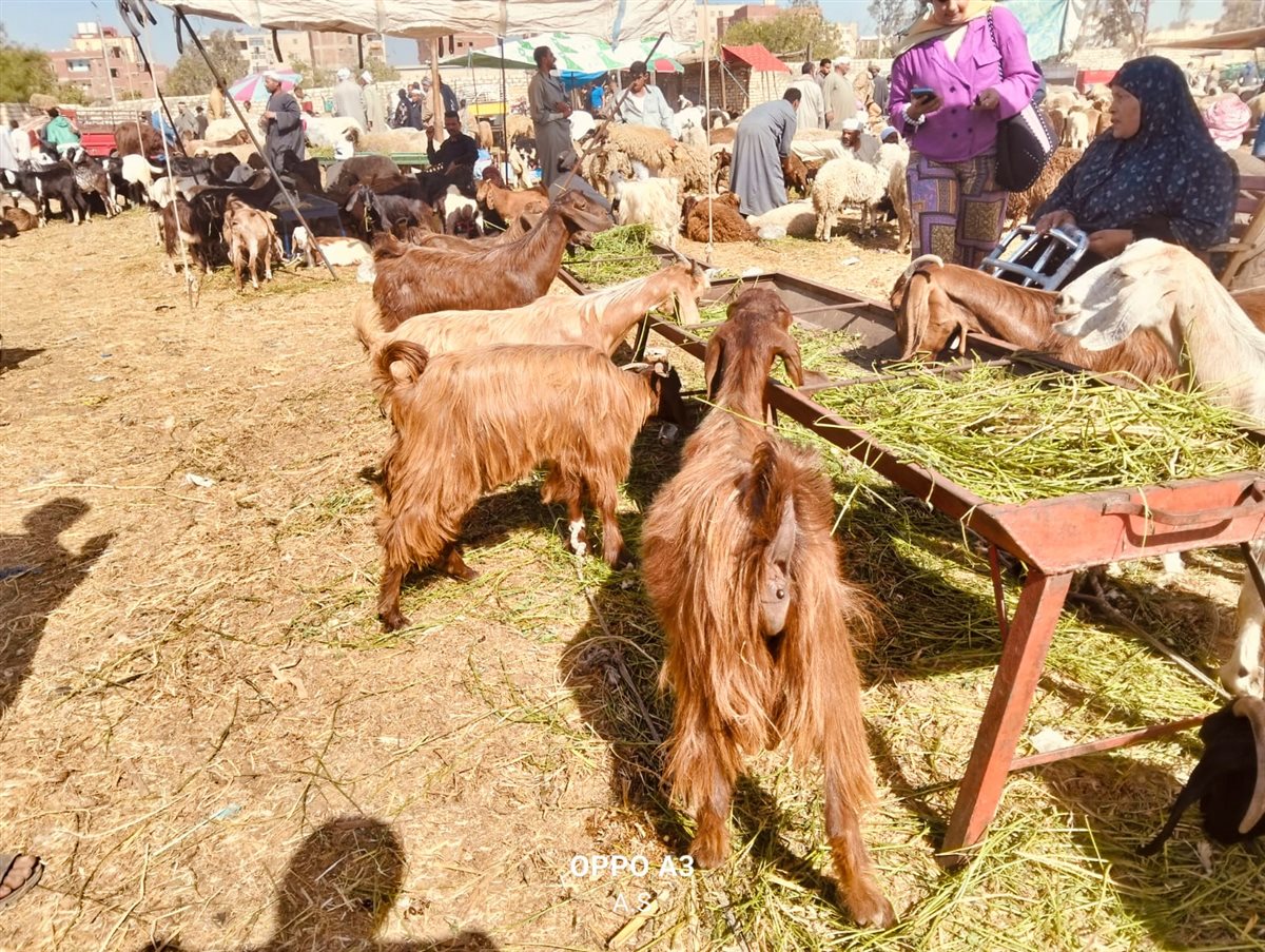 جانب من سوق الماشية بالإسماعيلية، فيتو