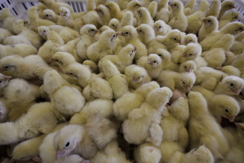 <strong>سعر الكتكوت الأبيض اليوم</strong>