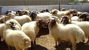 ذبح الهدي في الحج .. سببه وحكمه وعلى من يجب