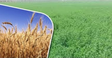 زراعة البرسيم تتفوق على زراعة القمح في مصر، فيتو