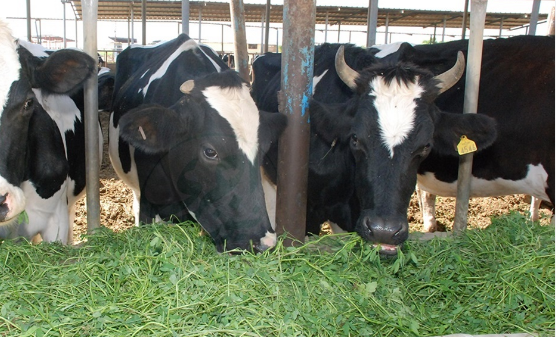 المزارع يفضل زراعة البرسيم لإطعام الماشية، فيتو