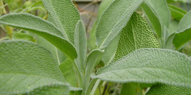 فوائد المرمرية