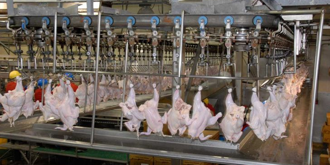 حكم الذبح بالآلة الكهربائية