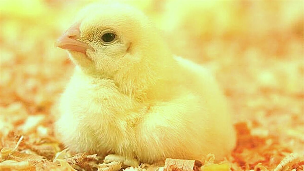 <strong>سعر الكتكوت الأبيض اليوم</strong>