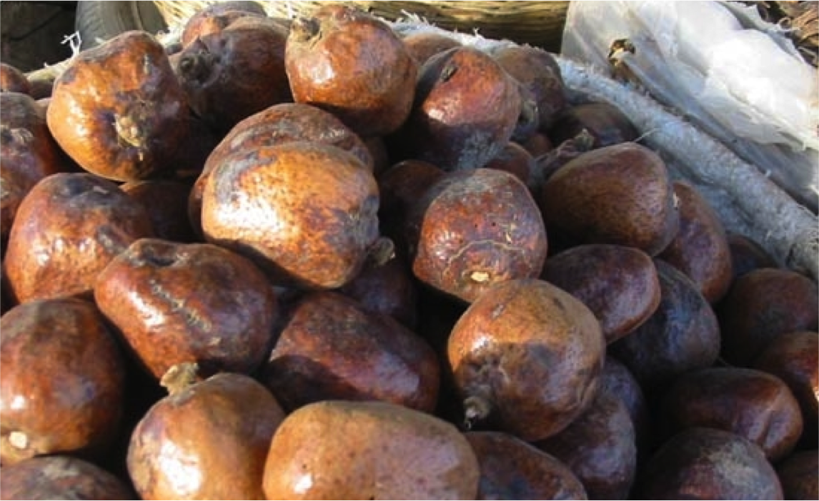 فوائد الدوم