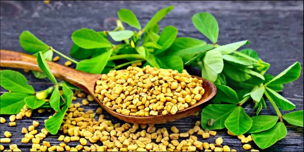 فوائد الحلبة للصحة 