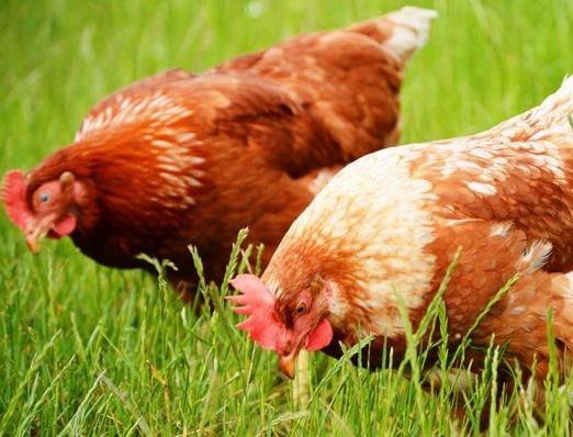 <strong>أسعار الفراخ اليوم، فيتو</strong>