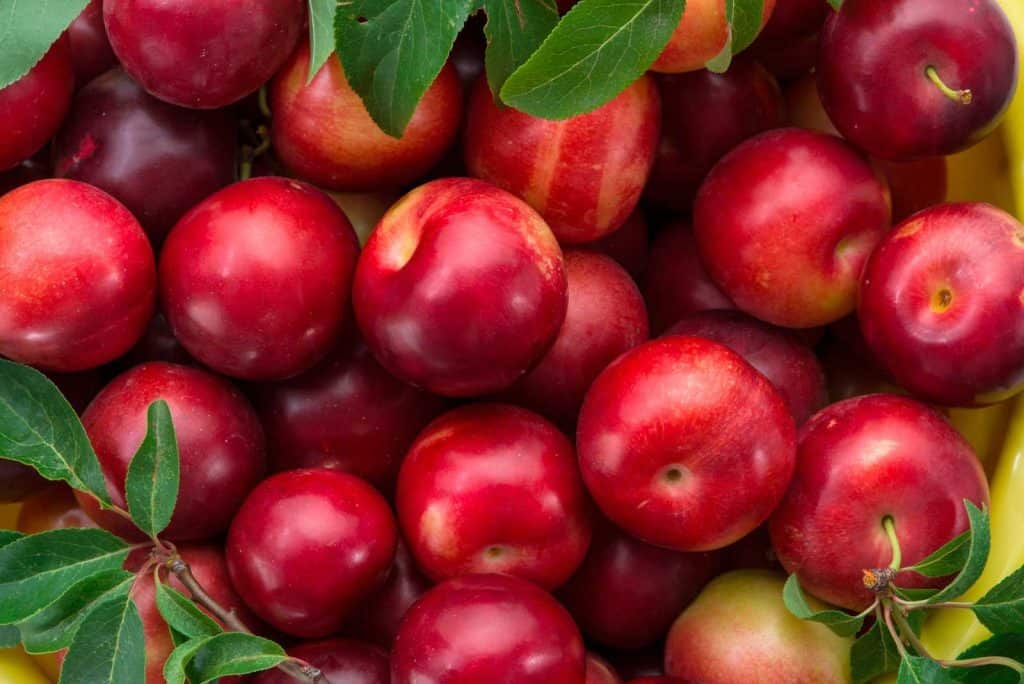 سعر الفاكهة