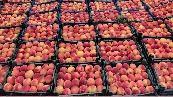 سعر الفاكهة