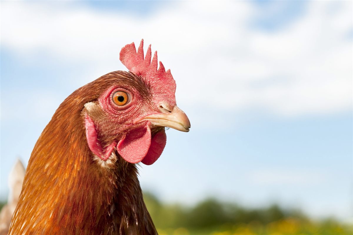 <strong>أسعار الفراخ اليوم، فيتو</strong>