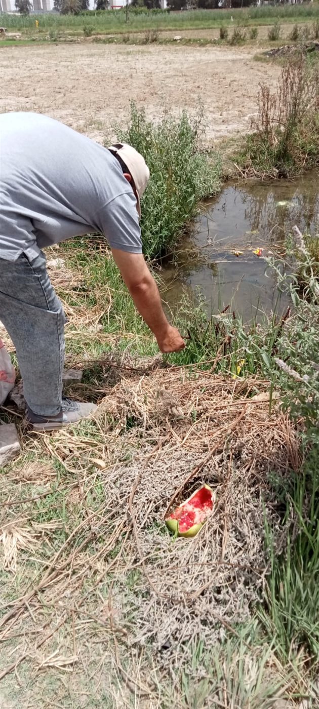 جانب من جهود مديرية الزراعة، فيتو