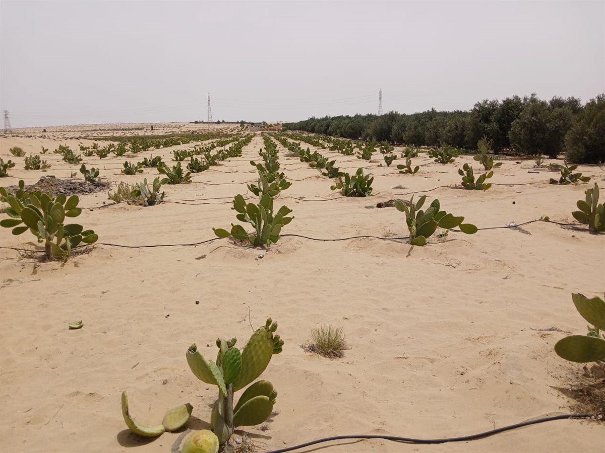 جانب من جهود مديرية الزراعة، فيتو