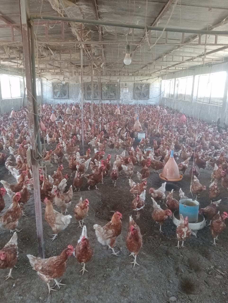 جانب من جهود مديرية الزراعة، فيتو