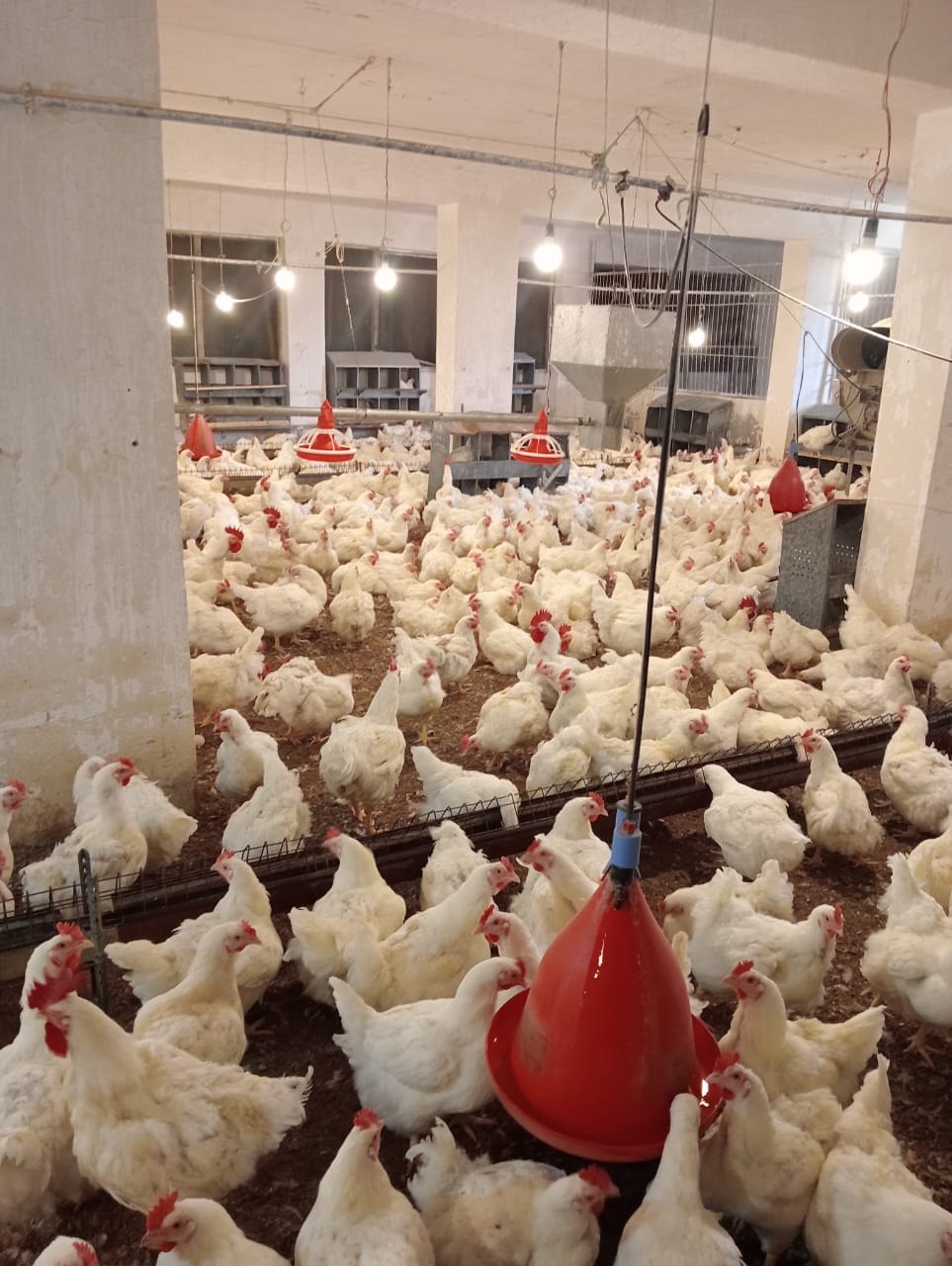 جانب من جهود مديرية الزراعة، فيتو