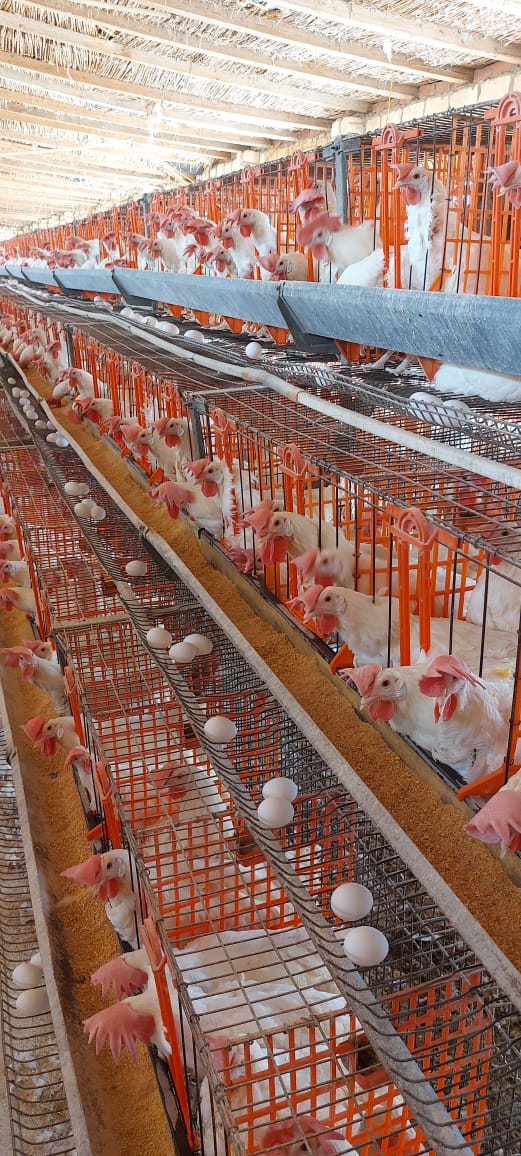 جانب من جهود مديرية الزراعة، فيتو