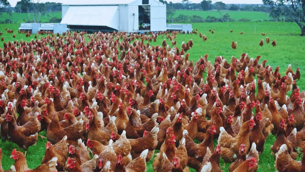 <strong>أسعار الفراخ اليوم، فيتو</strong>