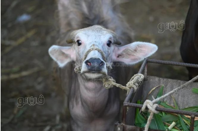 أسعار الأضاحي في عيد الأضحى