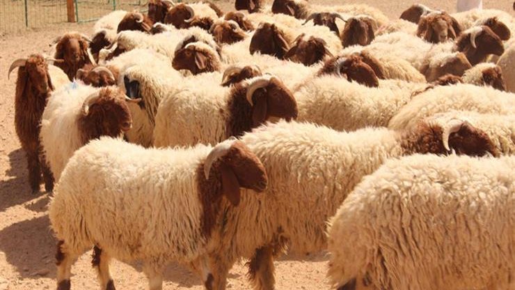 اسعار أضاحي الخرفان