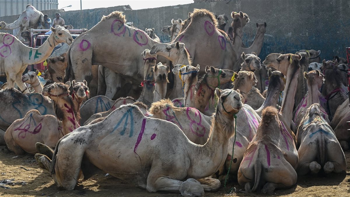 <strong>اسعار أضاحي الجمال 2025</strong>