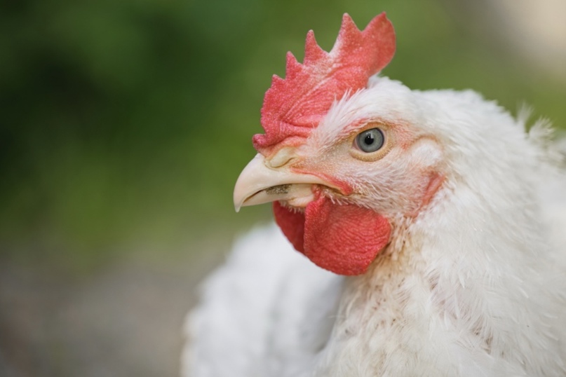 <strong>أسعار الفراخ اليوم، فيتو</strong>