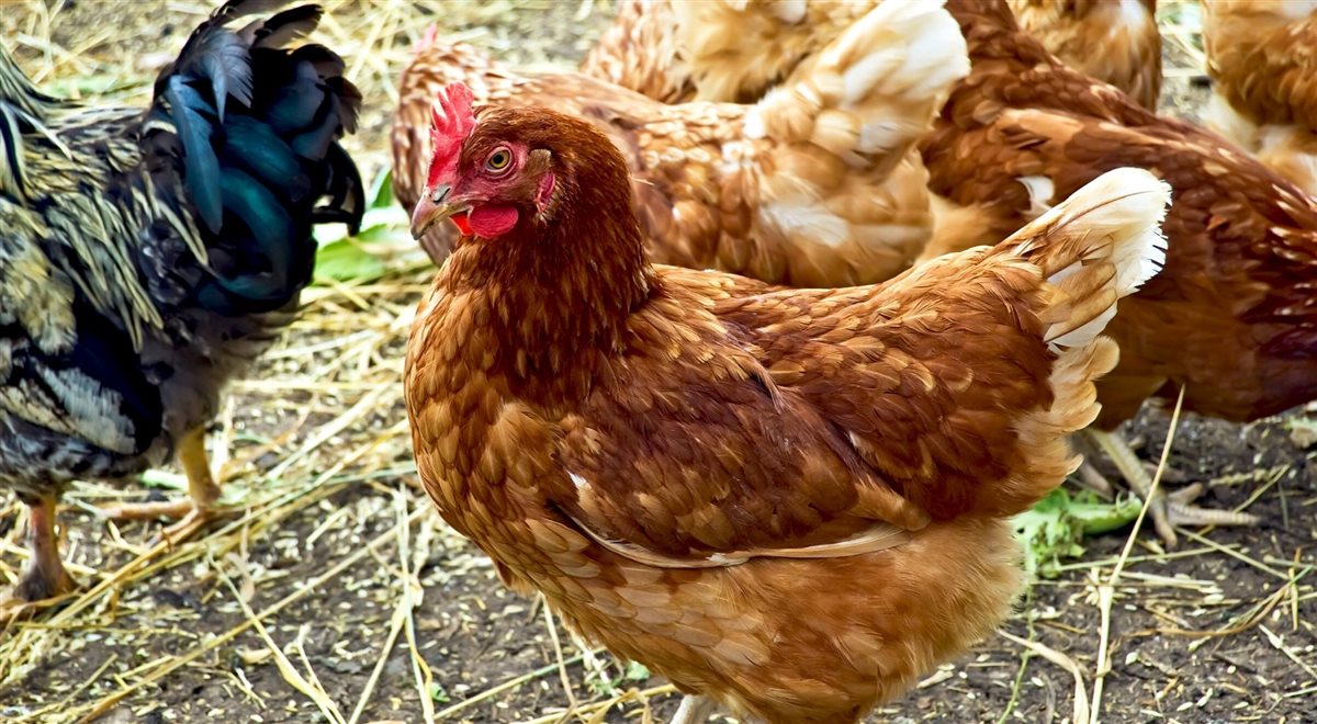 <strong>أسعار الفراخ اليوم، فيتو</strong>