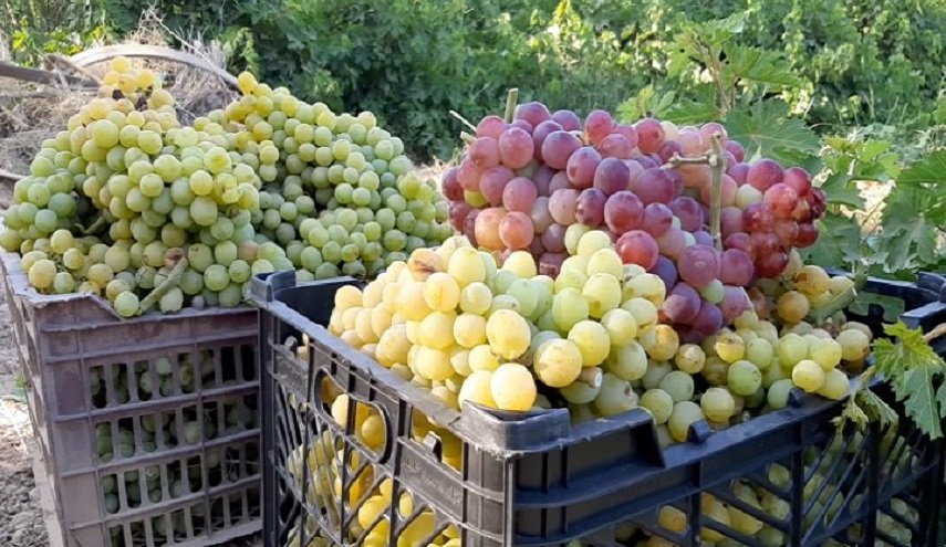 سعر الفاكهة