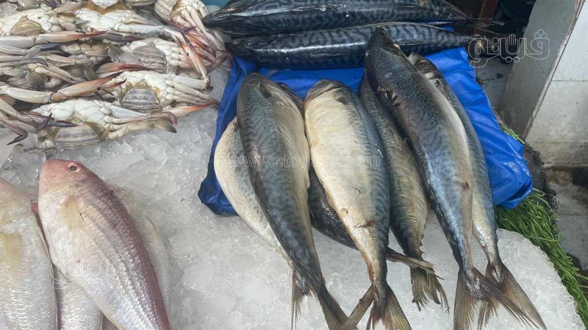 سعر السمك اليوم