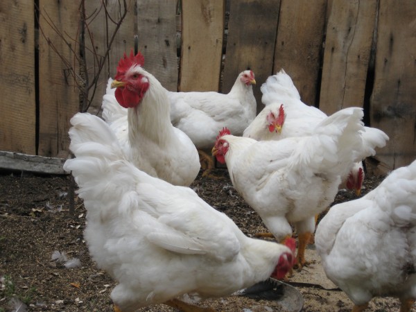 <strong>أسعار الفراخ اليوم، فيتو</strong>