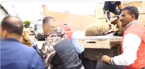 الأمن المغربي يداهم المنازل لمنع الأضحية، فيتو