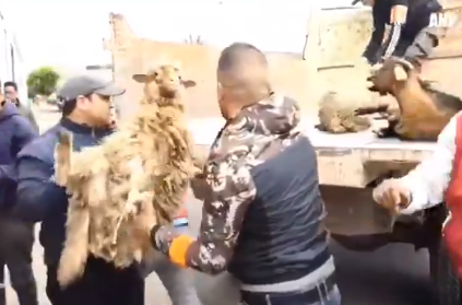 مدهمات الأمن والاستيلاء على الأضاحي، فيتو