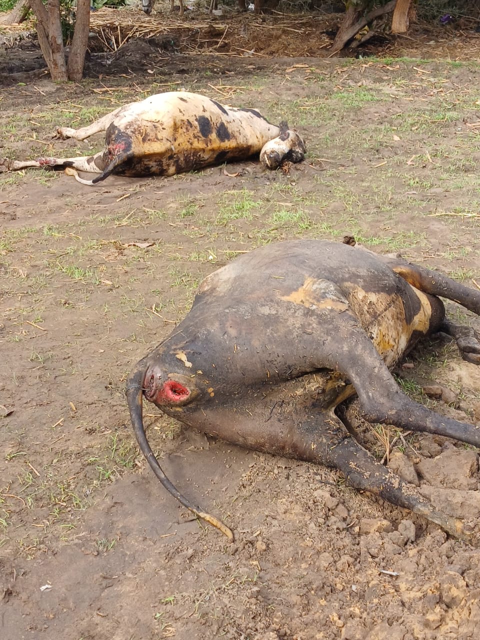 جانب من مكان الحادث، فيتو