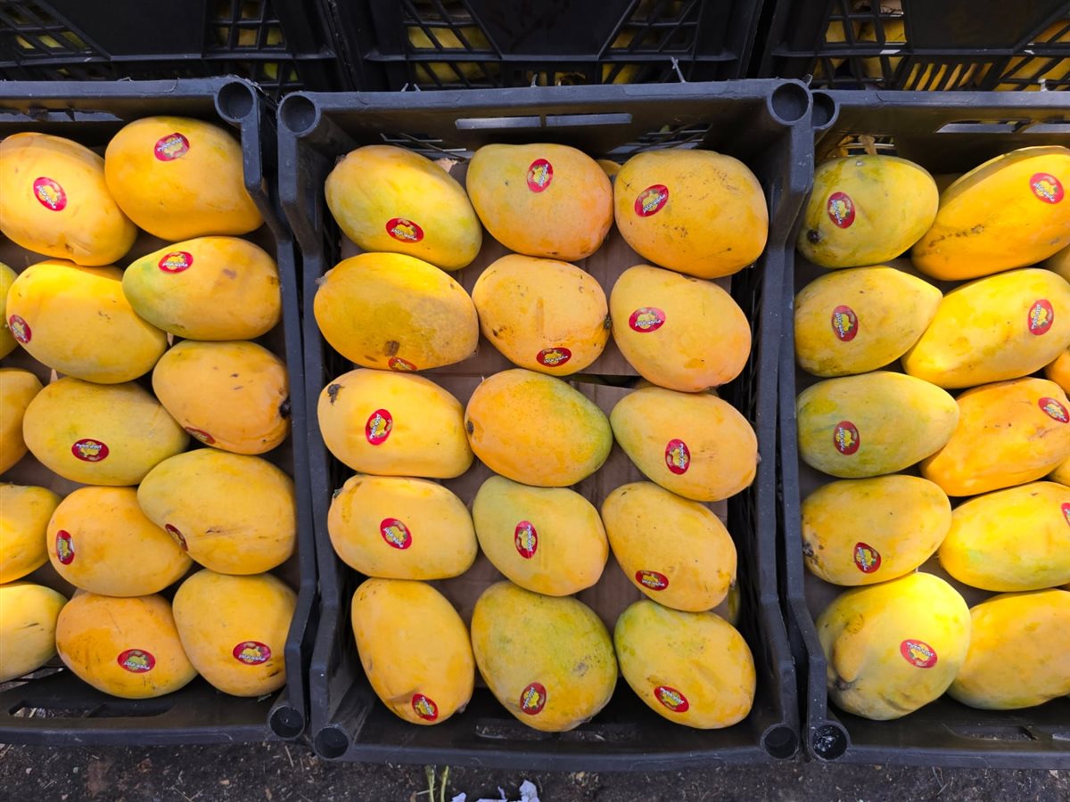 سعر الفاكهة