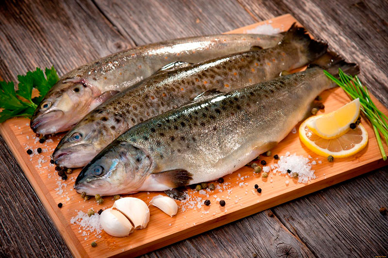 سعر السمك اليوم