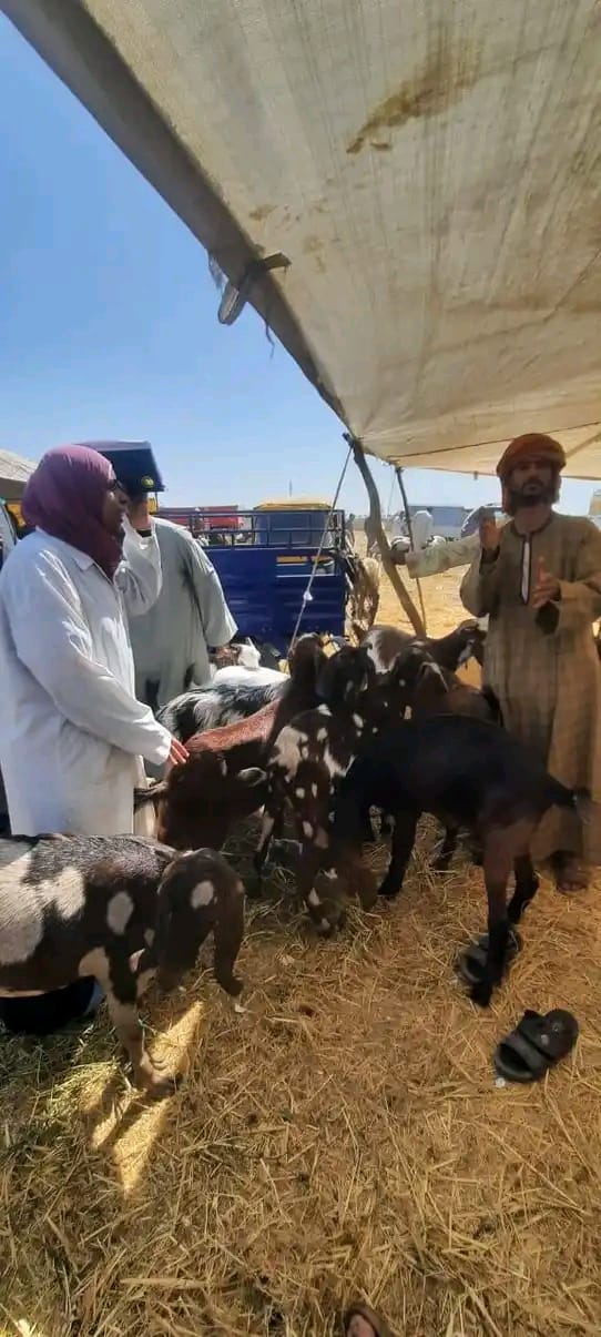 جانب من الجولة، فيتو