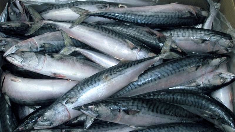 سعر السمك اليوم