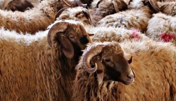 <strong>سعر خروف العيد 2025</strong>