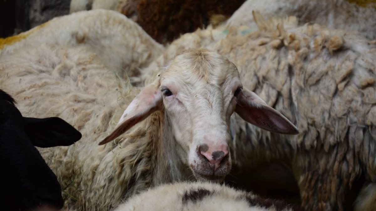 <strong>سعر خروف العيد 2025</strong>