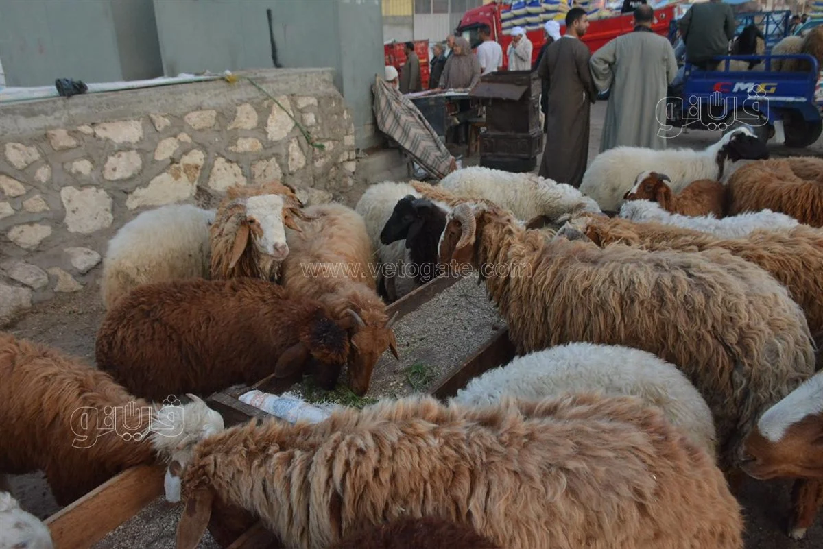 <strong>سعر خروف العيد 2025</strong>