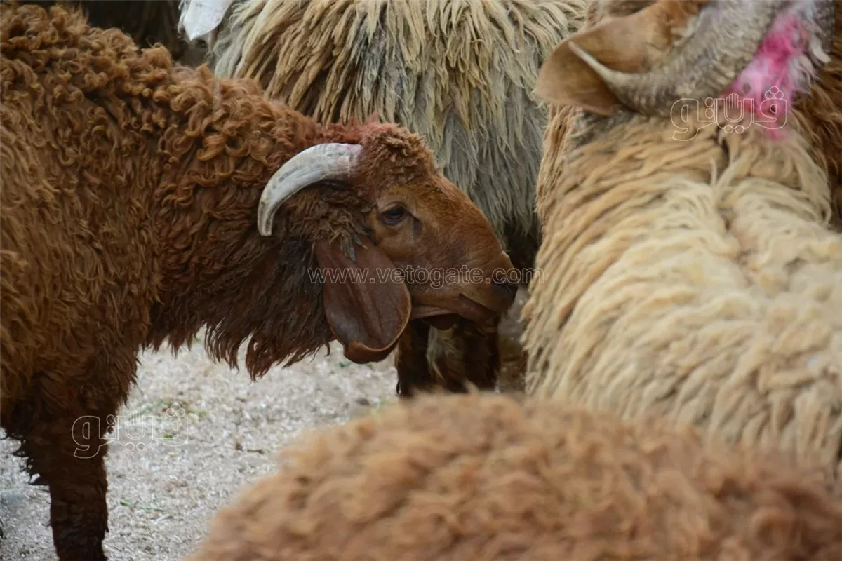 <strong>سعر خروف العيد 2025</strong>