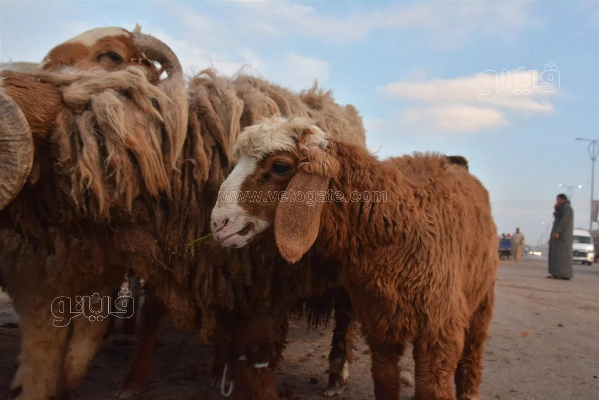 <strong>سعر خروف العيد 2025</strong>