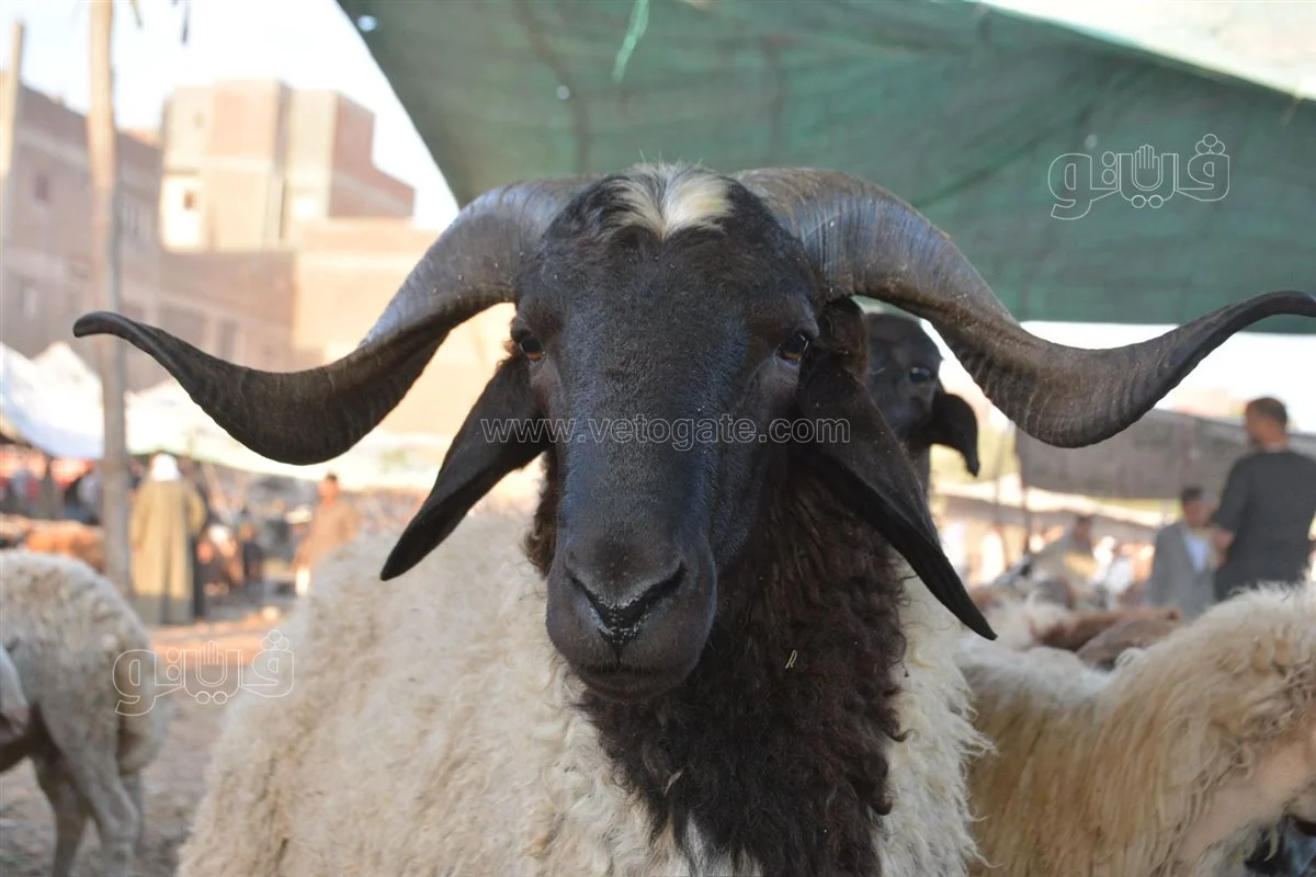 <strong>سعر خروف العيد 2025</strong>