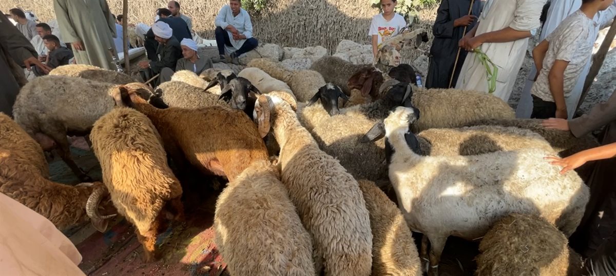 <strong>سعر خروف العيد 2025</strong>