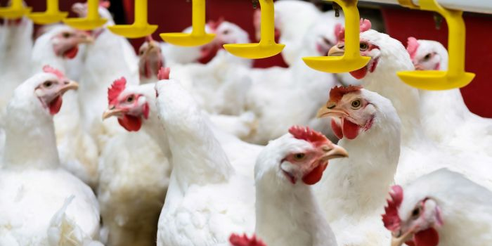 <strong>أسعار الفراخ اليوم، فيتو</strong>