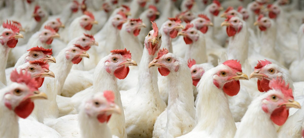 <strong>أسعار الفراخ اليوم، فيتو</strong>